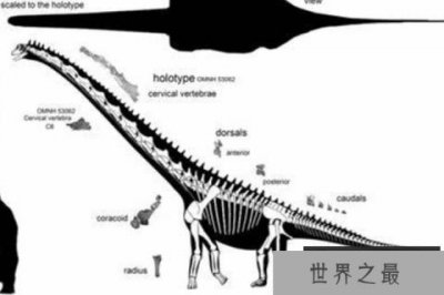 ​帕拉克西龙：蜥脚下目巨龙类恐龙（体型20米/四肢粗壮如大象）
