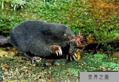 ​动物界中速度最快的猎食者 星鼻鼹鼠(1/4秒完成捕食)
