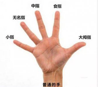 ​大拇指旁边是什么指 人的5个手指左右是什么？