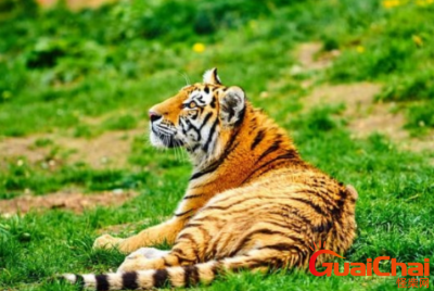 明年出生的人属什么生肖 运势如何呢